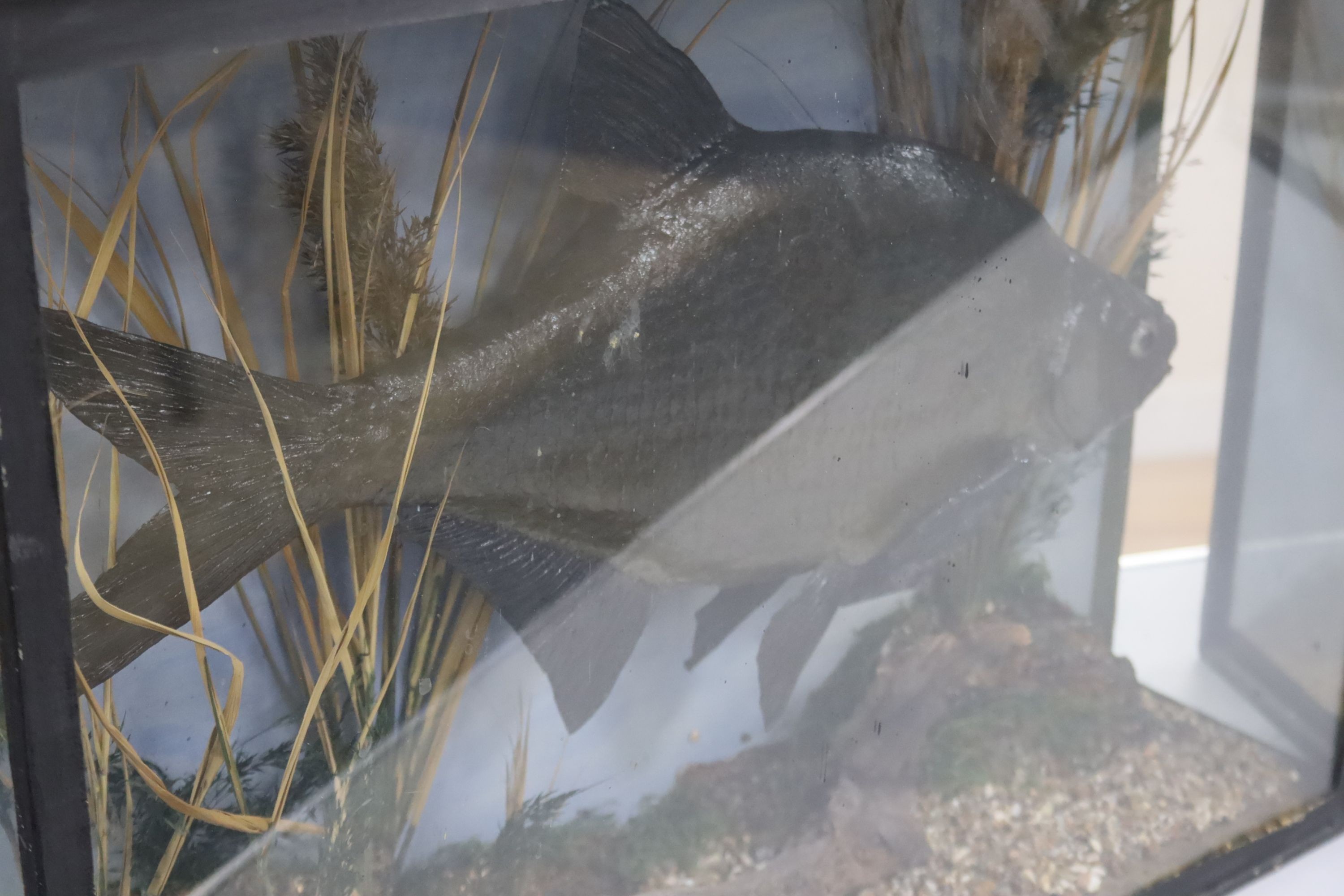 Three cased taxidermic fish, largest 61cm